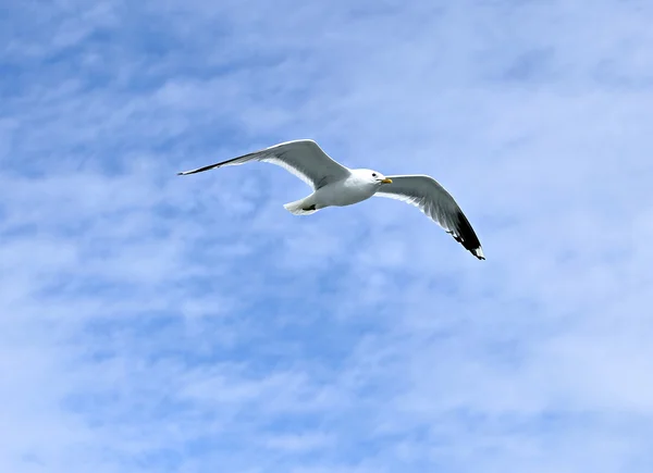 Mediterrane witte meeuw — Stockfoto