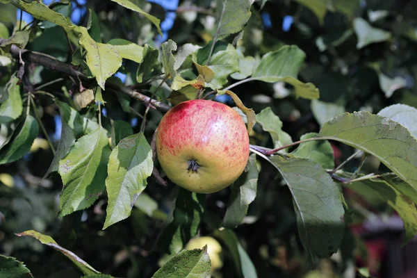 Rode sappige appel op een tak appelbomen Stockafbeelding