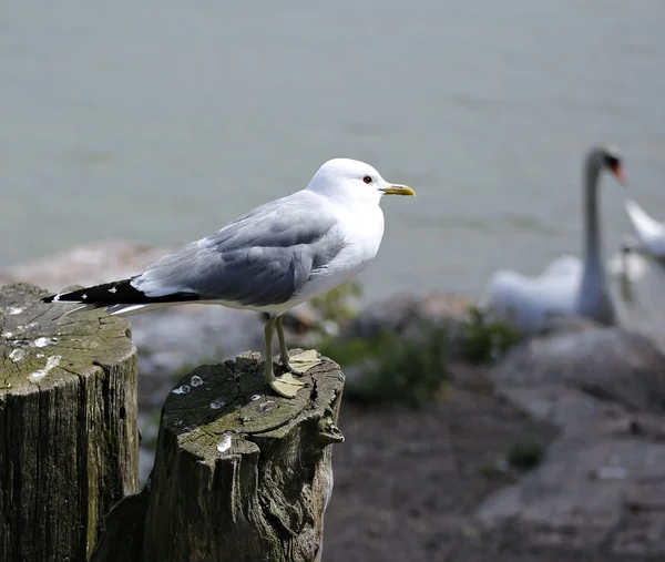 Mediterranean white seagull — Stock Photo, Image