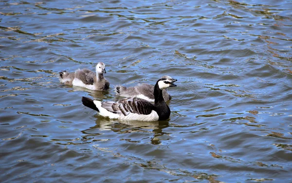 Family of geese with two of small gray chicks — Stock Photo, Image