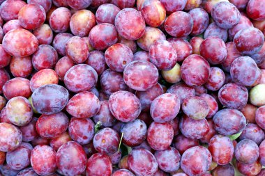 Kırmızı Erik meyve çoğulluğu