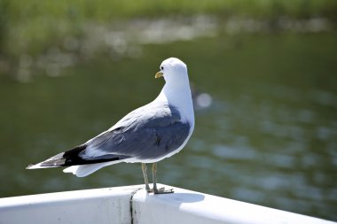 Mediterranean beyaz martı