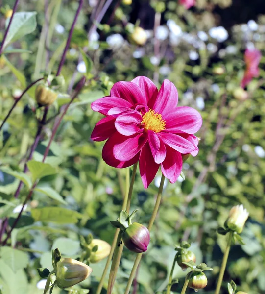 Fleur rouge dahlia dans le jardin — Photo