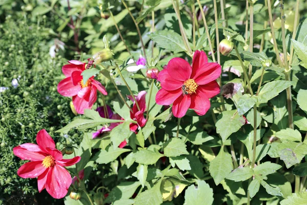 红花大丽花在花园里 — 图库照片