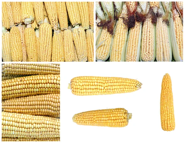 Achtergronden uit graan en maïs op de kolf — Stockfoto