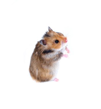 Onun arka paws izole kahverengi Suriye hamster standları