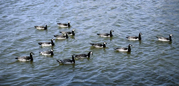 Flock of geese swimming — Stock Photo, Image
