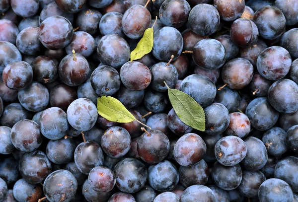 Pluralidad de espinas azules ciruelas frutas — Foto de Stock