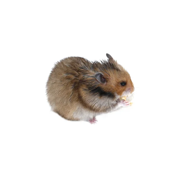 Brauner syrischer Hamster frisst isoliert — Stockfoto