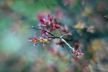 Çiçek açan bir bitkinin yakınında.