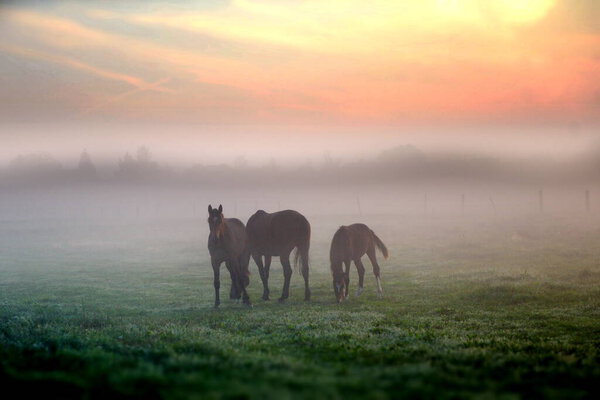 Лошади в утреннем тумане