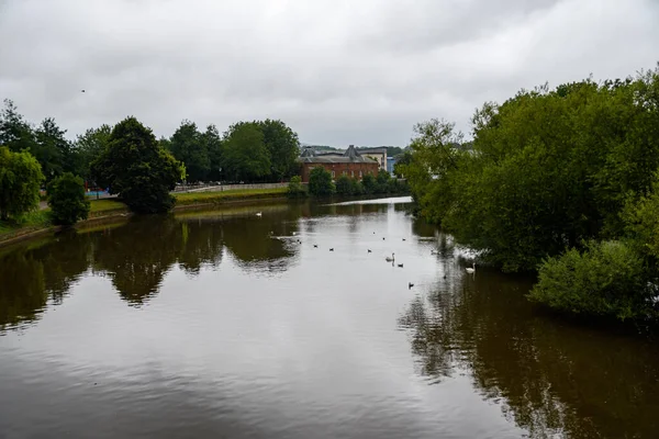 Exeter Ηνωμένο Βασίλειο Αυγούστου 2020 Κύκνοι Και Γλάροι Στο Νερό — Φωτογραφία Αρχείου