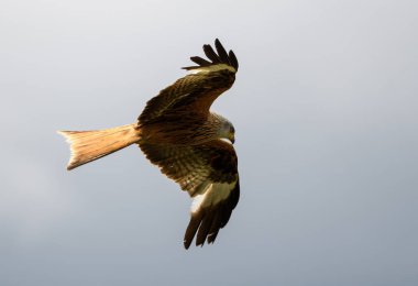 Görkemli bir Kızıl Uçurtma Gri gökyüzünde uçuyor