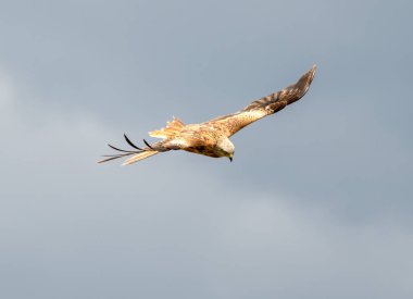 Kırmızı bir uçurtma gri gökyüzünde süzülüyor