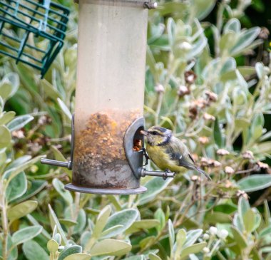 A juvenile blue tit feeding at a garden feeder