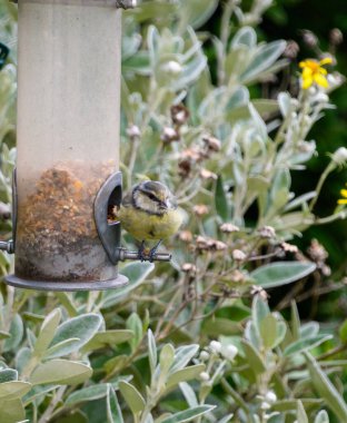 A juvenile blue tit feeding at a garden feeder
