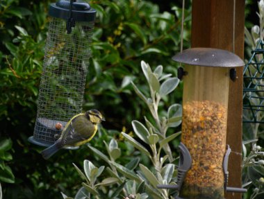 A juvenile blue tit feeding at a garden feeder