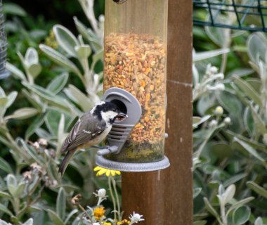 A coal tit eating seed from a garden feeder