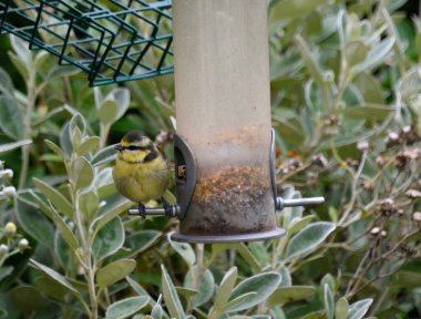 A juvenile blue tit feeding at a garden feeder