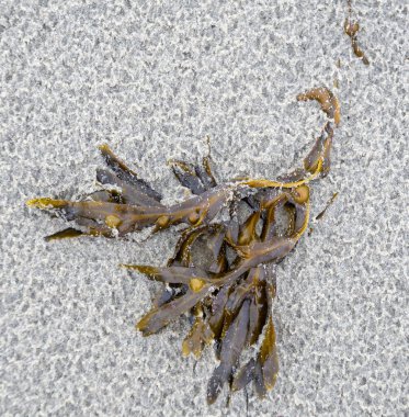 Kumsalda deniz yosunu fotoğrafı.