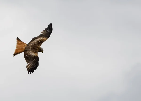 A red kite soars through grey skies over Reading