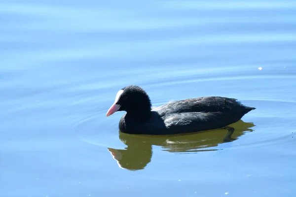 Una Fotografía Foso Nadando Lago —  Fotos de Stock