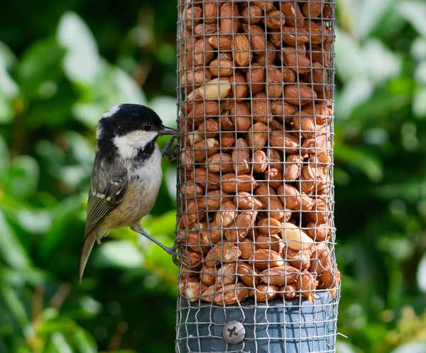 Coal Tit Feeding Nut Bird Feeder Garden Devon — Stok fotoğraf