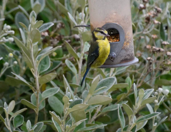 Juvenile Blue Tit Feeding Garden Feeder — Fotografia de Stock