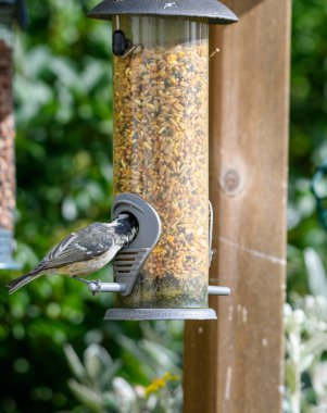 A blue tit feeding at a garden feeder