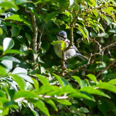 A blue tit perching in a bush