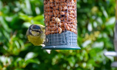 A blue tit feeding at a garden feeder
