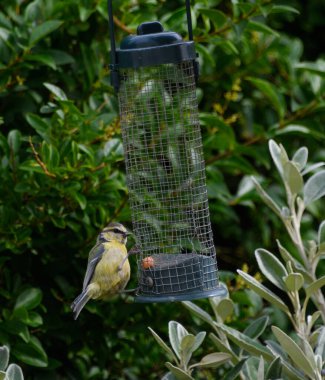 A juvenile blue tit feeding at a garden feeder