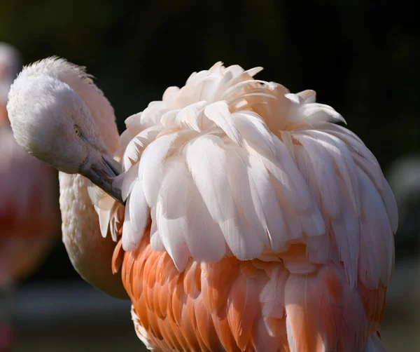 Uma Foto Flamingo Chileno Olhar Para Suas Penas — Fotografia de Stock