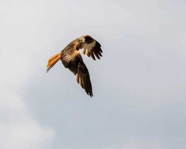 Röd Drake Svävar Genom Grå Himmel Över Läsa — Stockfoto