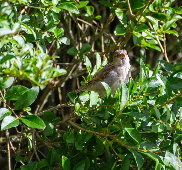 Moineau Domestique Perché Dans Buisson — Photo