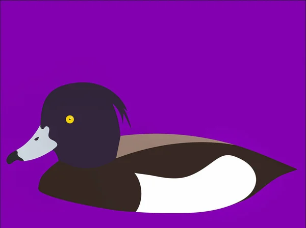 Een Grafische Illustratie Van Tufted Duck Voor Gebruik Als Logo — Stockfoto