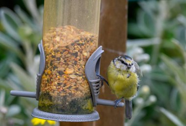 A blue tit feeding at a seed filled bird feeder