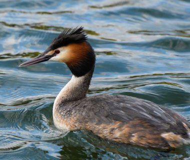 Thames Nehri 'nin sularında yüzen büyük bir yaban ördeği.