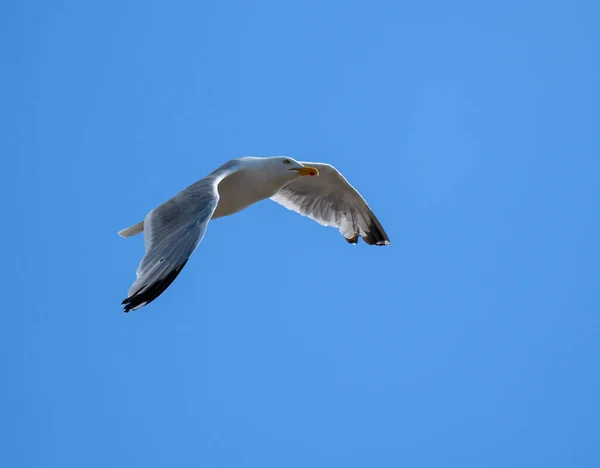 Picture Herring Gull Flying Blue Skies — Stock Photo, Image