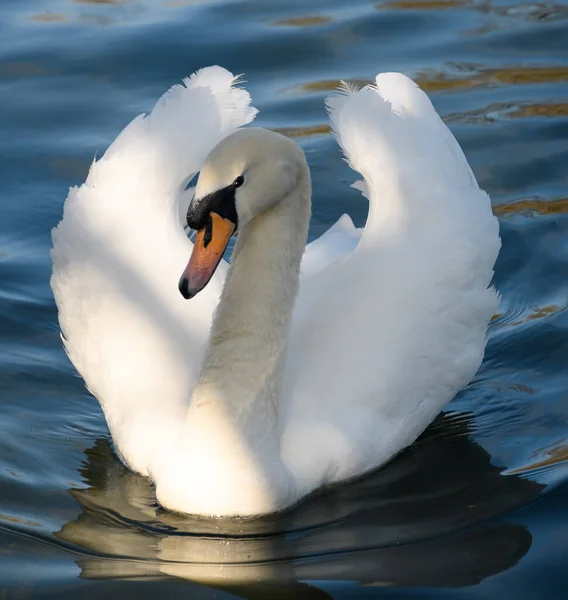 Cisne Mudo Mostrando Sus Alas Lago Dinton Pastures —  Fotos de Stock