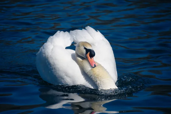 Retrato Cisne Mudo Com Asas Levantadas Exposição — Fotografia de Stock