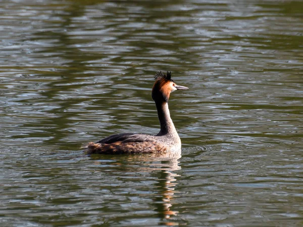 Hermoso Macho Gran Cresta Nadando Río Támesis Cerca Marlowg —  Fotos de Stock