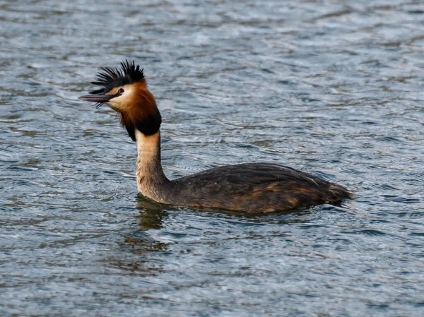 Una Gran Cresta Nadando Las Aguas Del Río Támesis —  Fotos de Stock