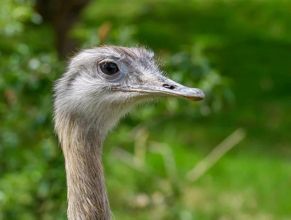 Portrait Oiseau Grand Rhéa — Photo