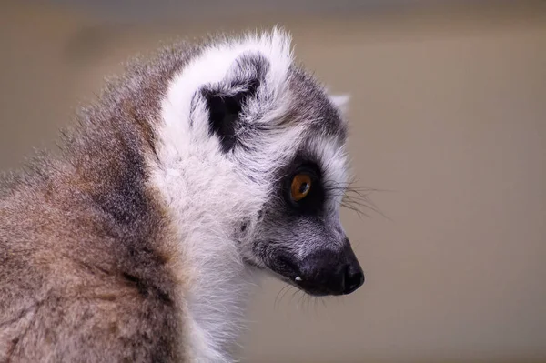 Ett Porträtt Ringsvansad Lemur — Stockfoto