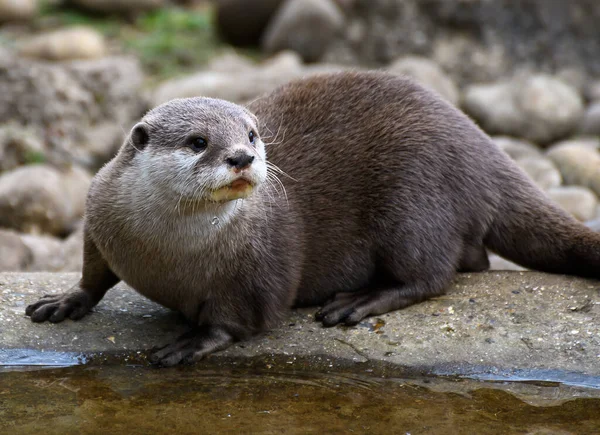 Portrait Une Loutre Griffée Courte Asiatique — Photo