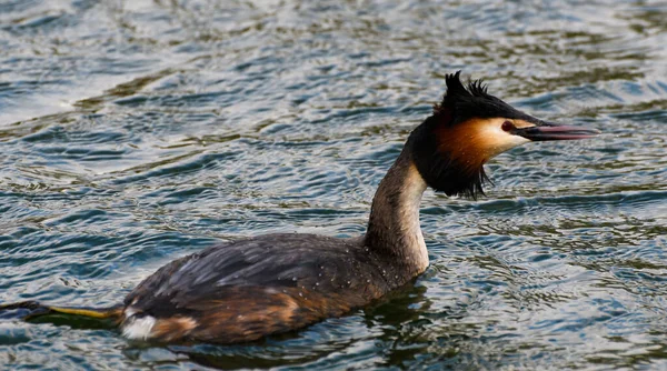 Una Gran Cresta Nadando Las Aguas Del Río Támesis —  Fotos de Stock