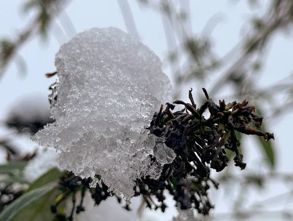 Buddleia Növény Zárt Virágán — Stock Fotó