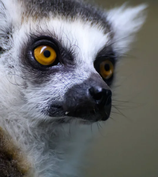Ett Porträtt Ringsvansad Lemur — Stockfoto