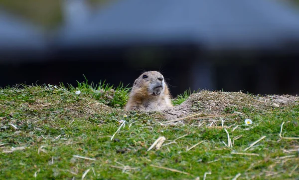 Ett Porträtt Svartsvansad Prästhund — Stockfoto